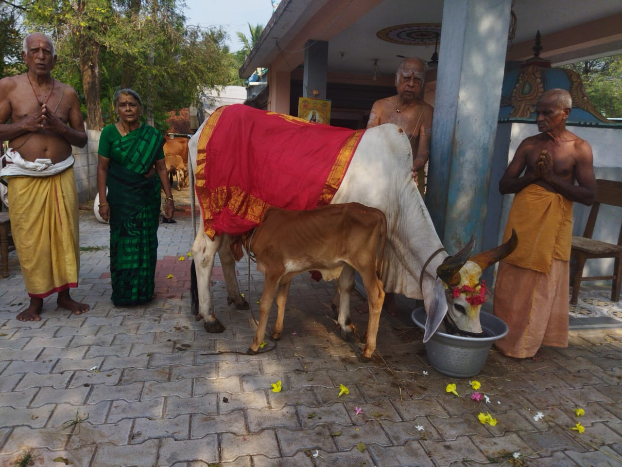 GoSeva cow welfare