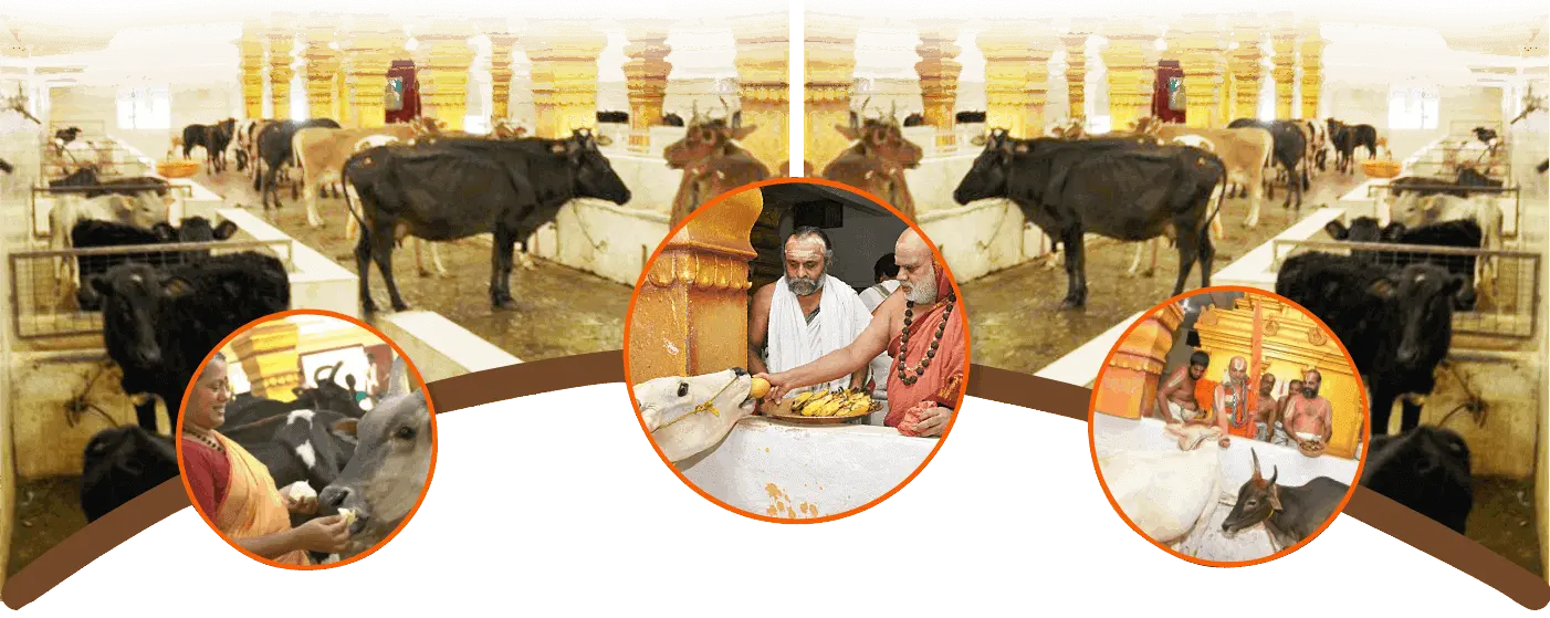 Cow protection activities