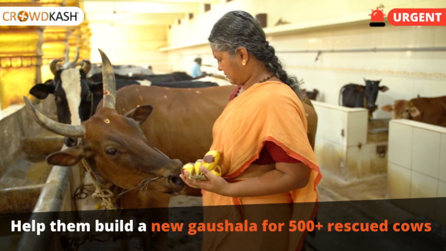 Cow welfare programs