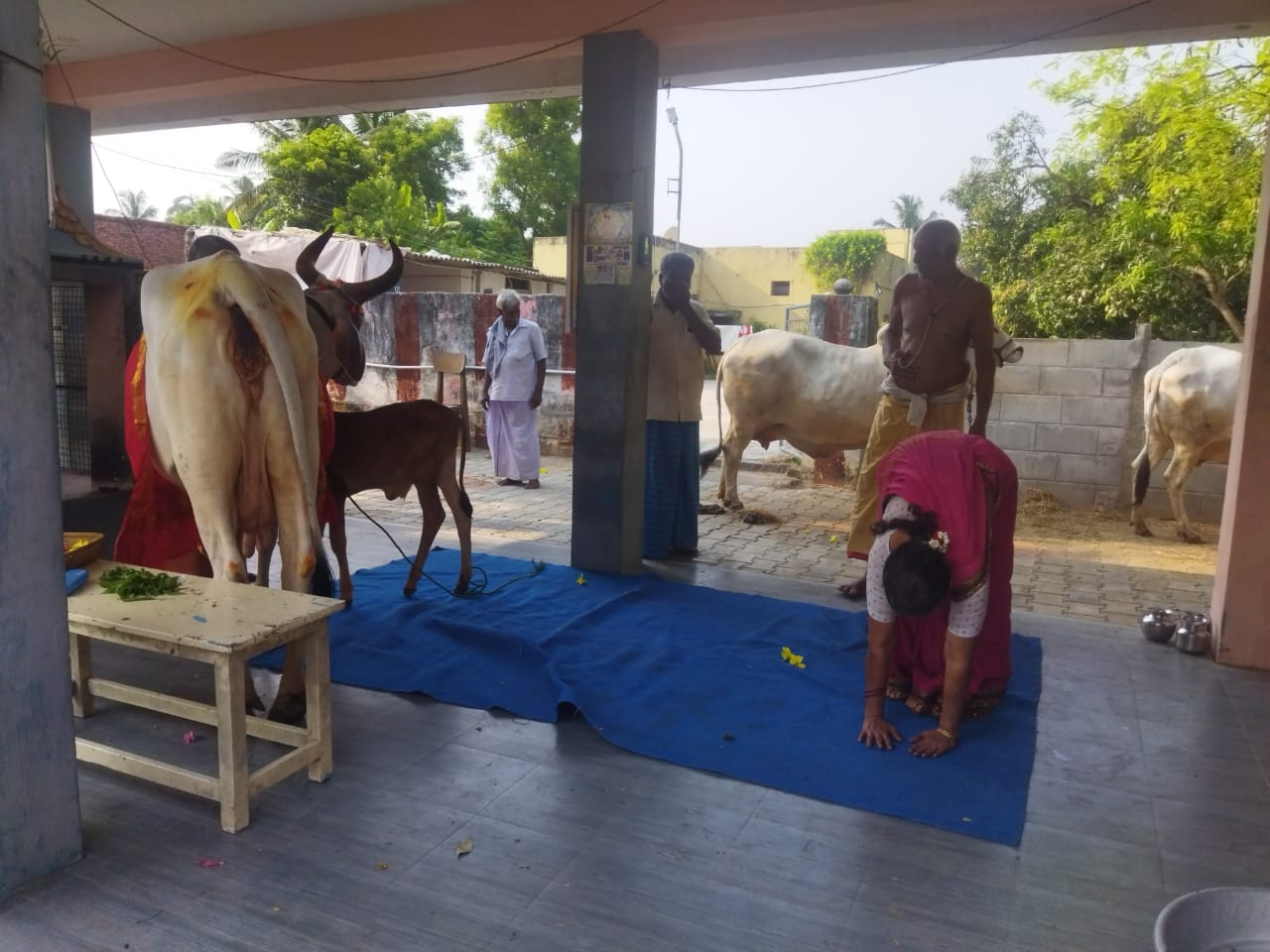 Cow care and feeding